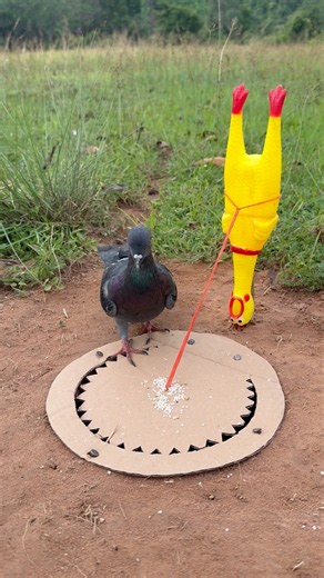 Innovative Pigeon Trap Using Pineapple and Paper #survival #bushcraft #outdoors