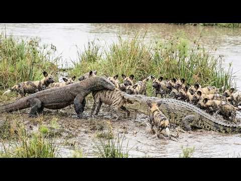 Komodo Dragon vs. Crocodile: The Ultimate Battle (ft. Hyenas & Wild Dogs)