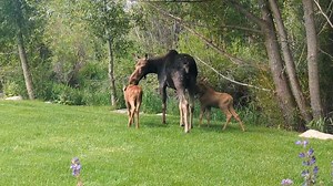 "Mama moose and babies right behind my office in Steamboat Springs. 🥰. (Pictures and video were taken from inside the office so I was safe and didn't disturb them)." 📹 Denise Bardi Bagley | Denver7