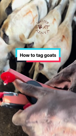 How to do tagging of ear tags in goats & sheep #goattagging #goatfarm #howtotaggoats #goats