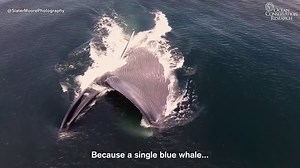 26K views · 504 reactions |  A single blue whale can eat 40 million...