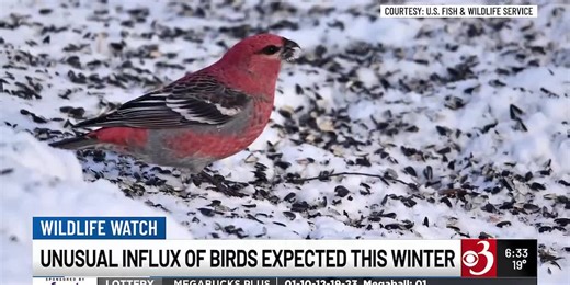 Vermont expects unusual influx of winter birds this year