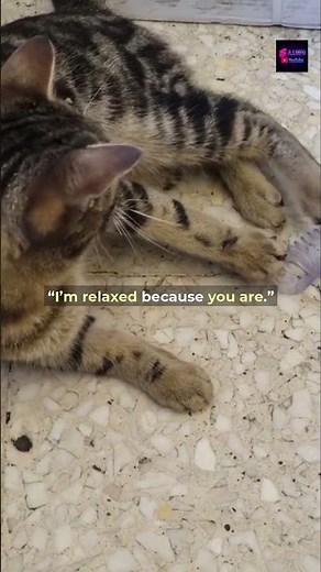 Cats Can Catch Your Yawns 😼😴