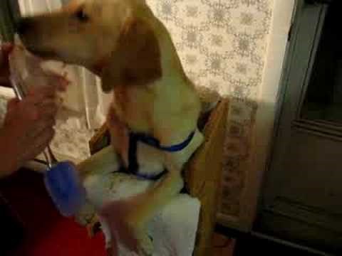 Megaesophagus dog Dash eating in his Bailey Chair