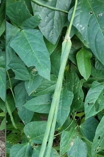 Harvesting homegrown snake beans #shorts