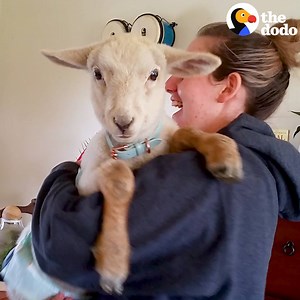 886K views · 18K reactions | This rescued baby lamb thinks he’s a puppy  | The Dodo | Facebook