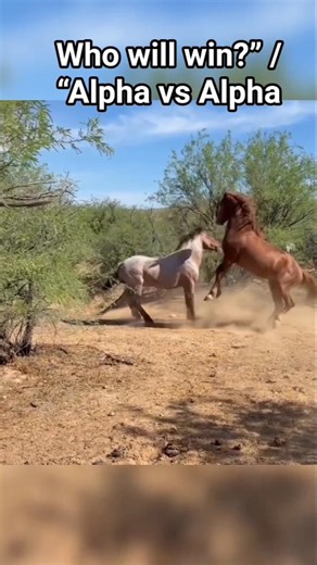 Alpha Stallions Battle It Out in the Wild!