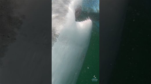 Great white shark curiously mouthing and bumping the boat #shorts