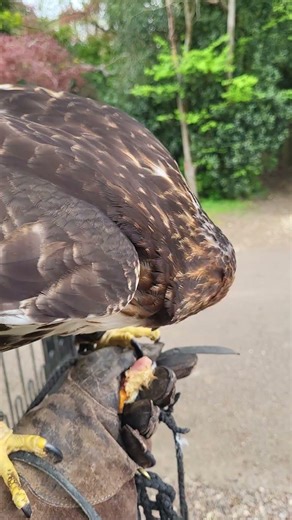 POWERFUL RED-TAILED HAWK FEEDING ON THE FIST