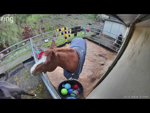 Playful Horse Gives His Toys to His Best Friend || ViralHog
