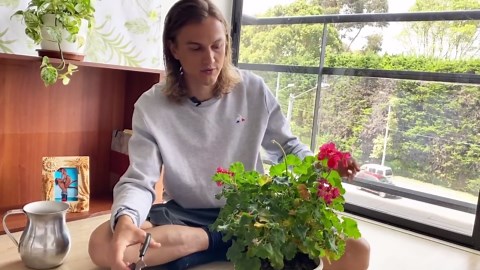 Geranium maintenance for increased flowering (Pelargonium spp) (subtítulos en español)