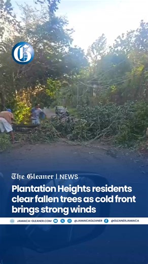 Residents of Plantation Heights in St Andrew clear fallen trees from a roadway as strong winds linked to a cold front impact the island. The Meteorological Service of Jamaica has advised that cooler temperatures, gusty conditions and increased rainfall are expected over the next few days. #GLNRToday | Jamaica Gleaner