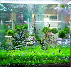 11 Best Aquarium Carpet Plants For Beginners: [That Are Easy To Grow]
