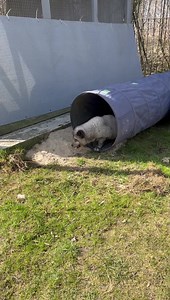 VIVA! POLAND SANCTUARY Here are two of the beautiful Arctic foxes who were rescued by Viva! Poland from devastatingly bad conditions at fur farms in Poland, and were very poorly. Nursed and loved back to health by dedicated fox specialist, Monika Bukowska at the Viva! Poland sanctuary. Fluffy was confiscated by Viva! (with police present) - she had been used for breeding. Kajatek who has had a leg amputated due to cancer, was also rescued from a fur farm. Hear Cezary, Viva! Poland director tell 