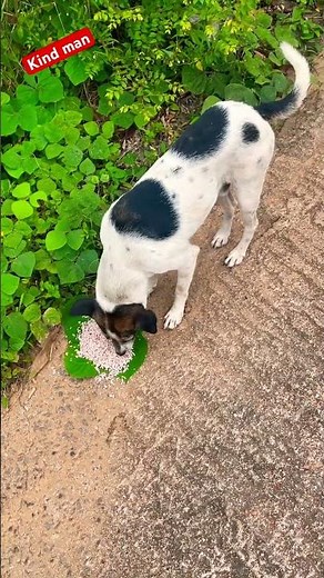 Cute Puppy Eating Rice 🐶🍚