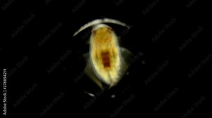 adult larva of the water bug Notonecta glauca under a microscope, lives mainly in ponds and rivers, can fly, does it at night, is a predator, the larva feeds on plankton, and an adult can even attack