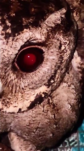 Owls have blood-red eyes.