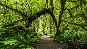 Randonnées dans la forêt pluviale de Hoh, Washington (4K)