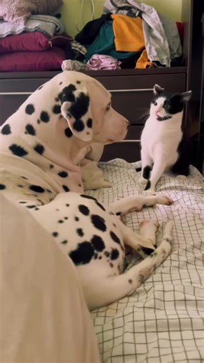 Why My Dog Fears Cats: A Funny Observation