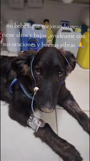 Parvovirus en perros: recuperación y cuidados esenciales