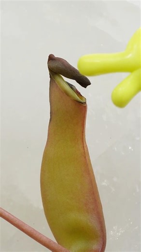 One Plant. Four Leaf Modifications 🌿→🪲 | Don’t fall for these NEET traps