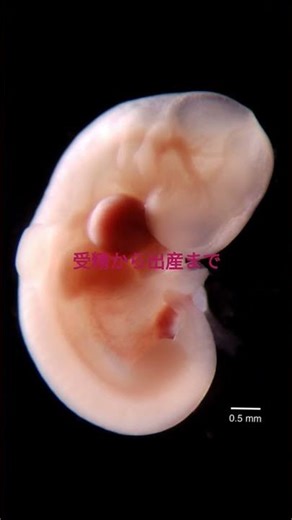 命の始まり🧬#生命#遺伝子 #人生 #embryo