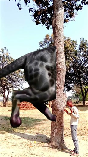 🇮🇪 Love you india Teri mitti me #youtubeshorts #india #pakistan #terending