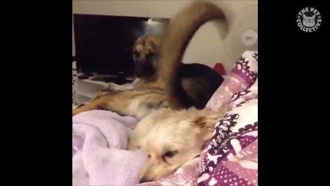 Hump Day Dogs Compilation