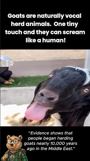 Why do goats scream like actual humans?! 😱🔊🐐