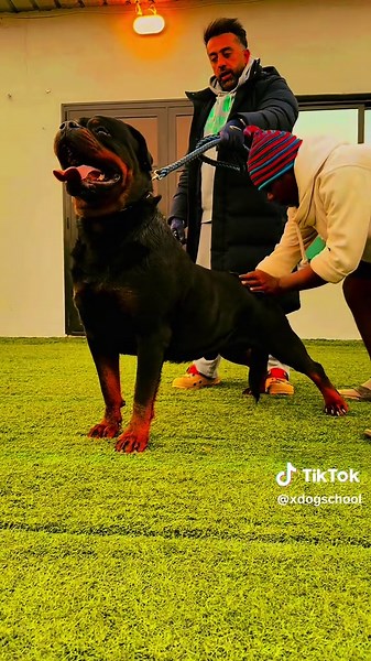 THE REAL #ROTTWEILER !! @Boudastour #XDOGSCHOOL #DOGS #DOG #DOGSOFTIKTOK