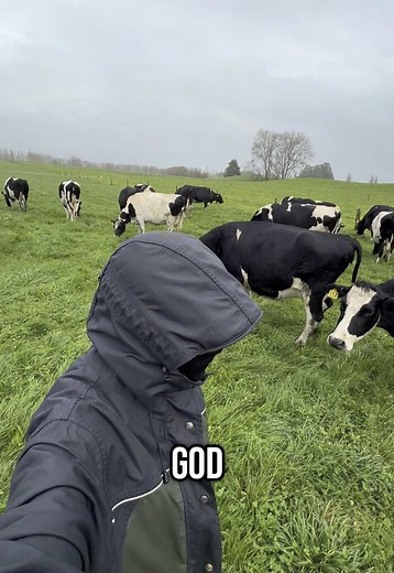 Dairy Farming Life in New Zealand Explained