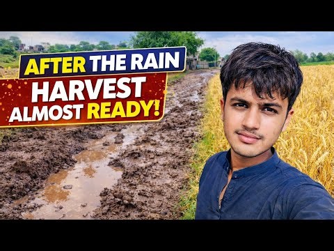 Today Vlog 🫥 Village Life After Rain 🌧️ | Real village Life