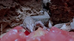 A lizard native to the Canary Islands, breathing heavily, observes its surroundings before diving in to eat fruit. Volcanic landscape. Focus on torax, close up.