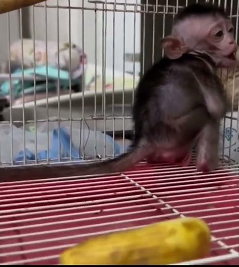 Monkeys head was shaved by owner