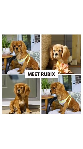 🐶✨ Meet Rubix! Our Smart and Loving Cavalier King Charles Spaniel Graduate! Say hello to Rubix, the sweetest little gentleman with a big heart and even bigger brains! This handsome ruby Cavalier has officially graduated from our Blessed Little Pups Training Program and is now ready to join his forever family! 💕 Rubix is cheerful, affectionate, and well-mannered. He’s the perfect mix of playful energy and gentle snuggles, whether he’s trotting beside you on a walk or curling up for an evening c