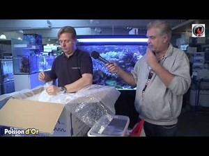 Aquarium Fish Acclimatization Tutorial