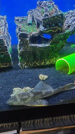 Pleco Fish Enters the Tank! Must Watch #plecofish #tankcleaner #ytshorts #shorts #trending #youtube