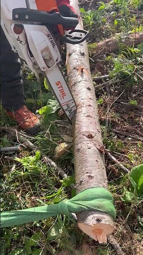 Cracking view and demo of releasing the severe tension in fallen timber…check it out