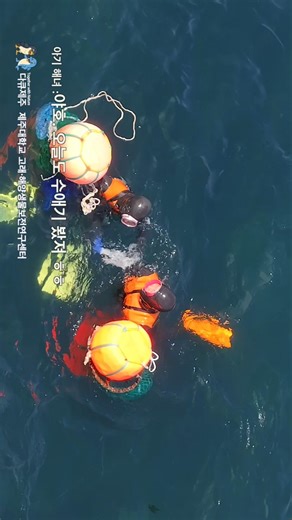돌고래 등장에 일을 멈추고 구경에 빠진 아기 해녀들. #다큐제주 #dolphin #돌고래 #해녀