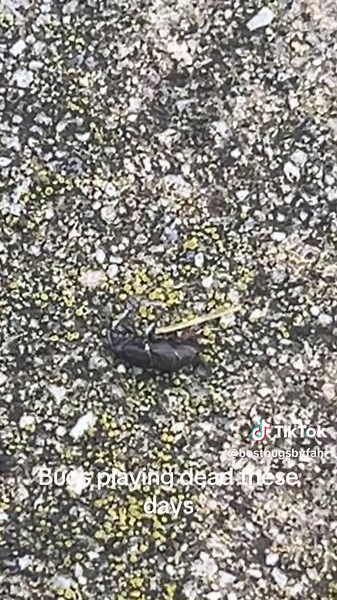 #playingdead #pretend #bugs #games #FU #🤣