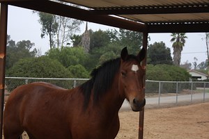 Horse Games: Games You Can Play on Horseback