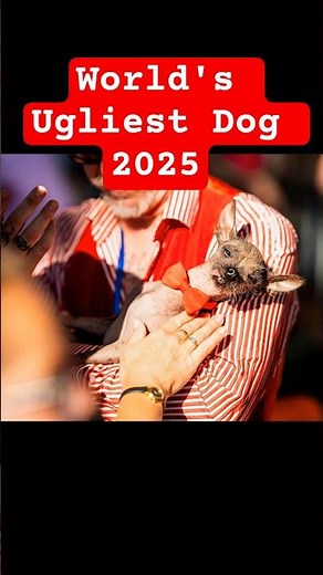 World’s Ugliest Dog Contest 2025: Meet the New Champion! 🐾🏆