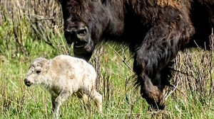 Rare white bison calf spotted at Yellowstone