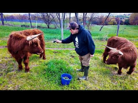 Why Everyone Wants A Highland Cow