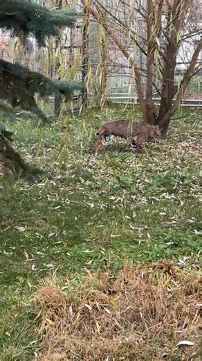 Gretchen and JJ are LIVE in Wildcat Pines! 🌲🐾 Wildcat Pines is the section of the sanctuary that houses the majority of our 27 bobcats. We get to see some of the Pines cats, learn these cats stories and we even get to see a fan favorite—Stumpy the firehose hippo! Thank you for your ongoing support! 💖 | Wildcat Sanctuary