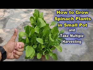 Ultimate Guide to Container Gardening: Grow Crunchy Spinach Like a Pro! 🌱 | Vegetable Gardening Tips