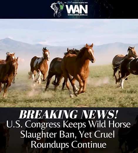 Last week, the U.S. Congress passed a continuing resolution funding the federal government through January 30, 2026. American Wild Horse Conservation welcomes the continuation of protections against horse slaughter, preserved from last year’s spending legislation, and urges Congress to prioritize funding for humane, cost-effective management solutions for wild horses. 🙏🐎 The continuing resolution maintains Fiscal Year 2025 funding levels and conditions for the Bureau of Land Management’s Wild 