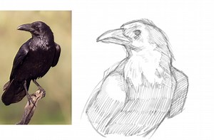 Crow speedpaint real time: 25 minutes . . . #fyp #digitalart #drawing #lineart #crow #animal #animaldrawing #flopera #paintoolsai #fypシ゚viral #viral #artist #art