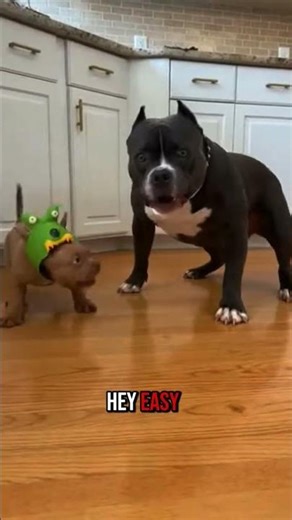Puppy Prank Goes Wrong - Sibling Gets TERRIFIED!🤣🤣 #puppy #bullydog #funnydogs #petpranks #viral