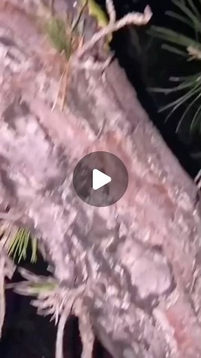 Frequent Frogs | A frog song that I found😎🥹🐸 The chain: First: @snakevidd Second: @chrisdoesdrums Third: @chrisdoesdrums Fourth: It’s also Chris 😭^... | Instagram